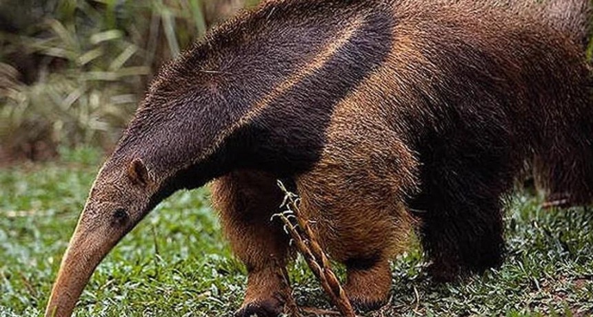 Apareció en Córdoba un ejemplar de oso hormiguero, una especie vulnerable en el país