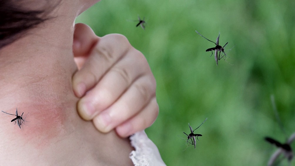  Alertan para intensificar la vigilancia de dengue, chikungunya y otros arbovirus 
