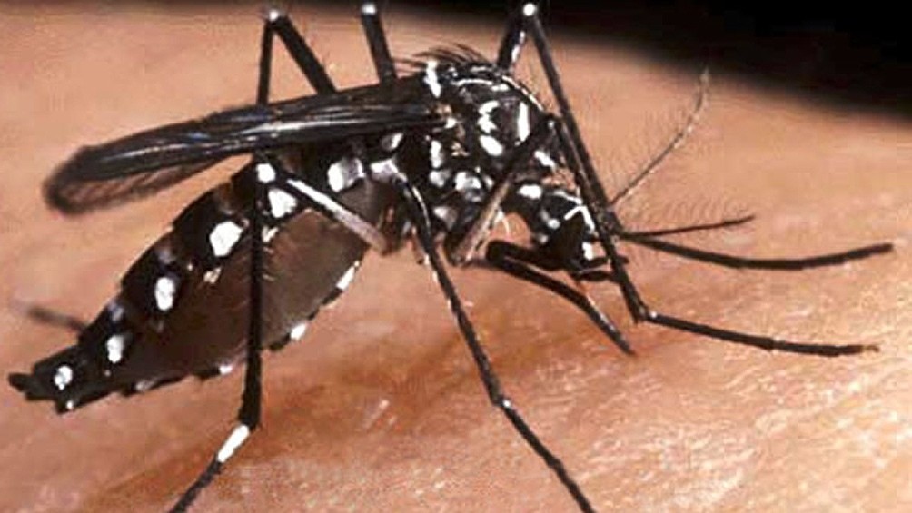  Confirmaron un caso positivo de chikungunya en Chaco 