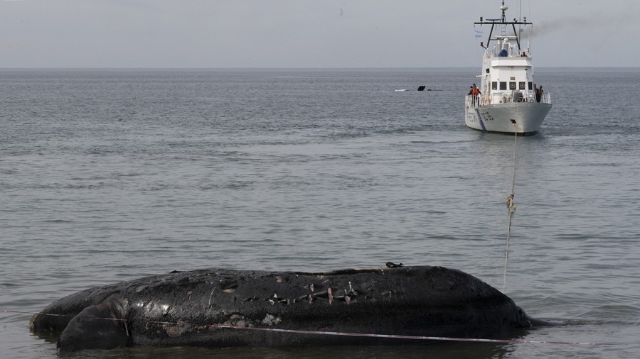  Trasladan los cadáveres de las ballenas que quedaron en la costa del Golfo Nuevo 