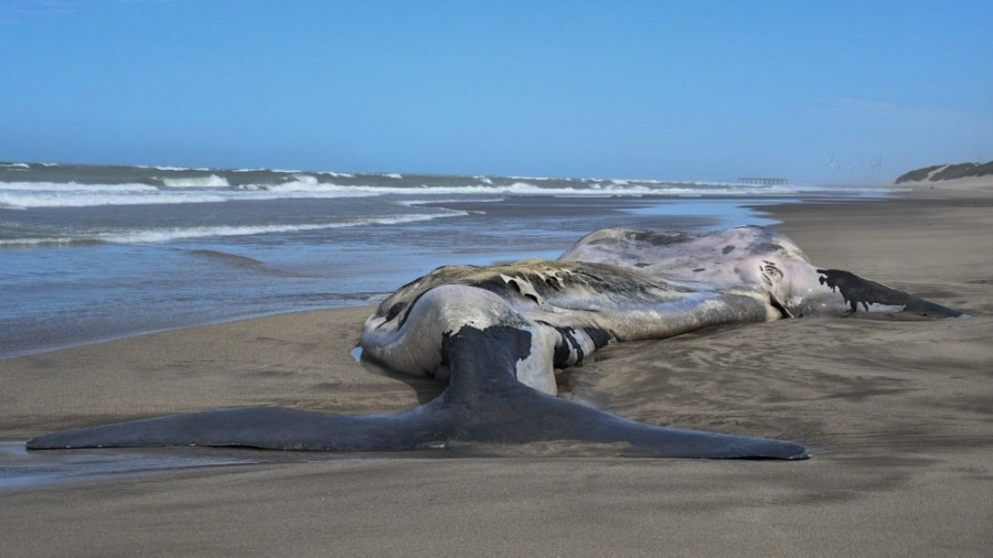  Siguen apareciendo ballenas muertas en Península de Valdés 
