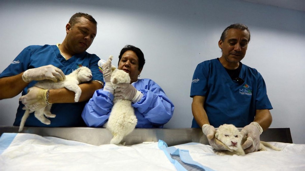  Nacieron tres leones blancos en un zoológico de Venezuela 